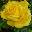 Роза чайно-гибридная ‘Gina Lollobrigida’